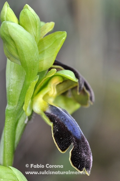 Ophrys eleonorae